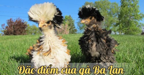 Nuôi gà Ba Lan siêu lợi nhuận – Bí quyết nuôi gà hiệu quả