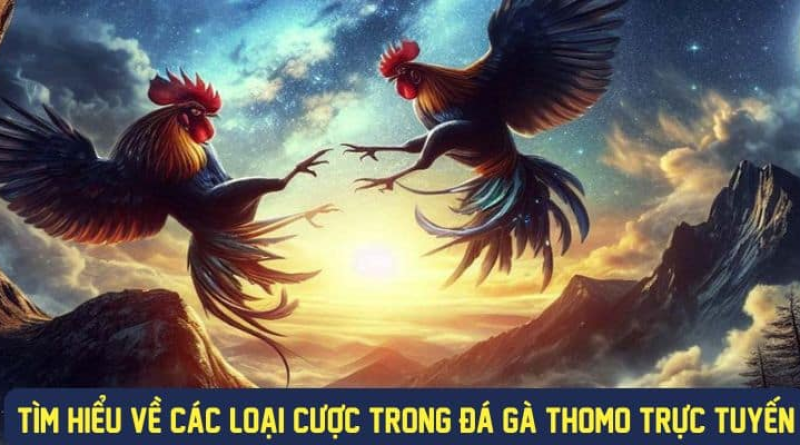 Đá gà thomo là gì? Luật chơi đá gà thomo chi tiết