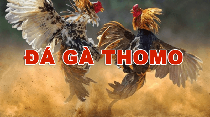 Đá gà thomo là gì? Luật chơi đá gà thomo chi tiết